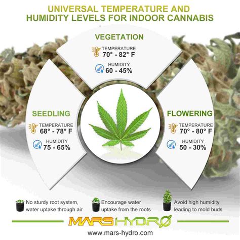 moisture level for cannabis on 3 way meter|marijuana root zone humidity chart.